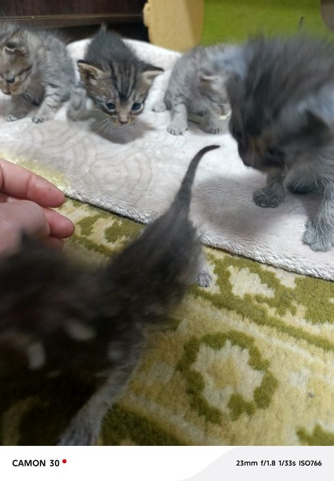 Срочно а там котят в добрые руки