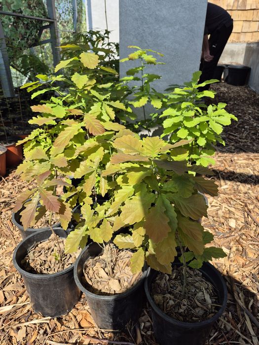 Дубы редких сортов