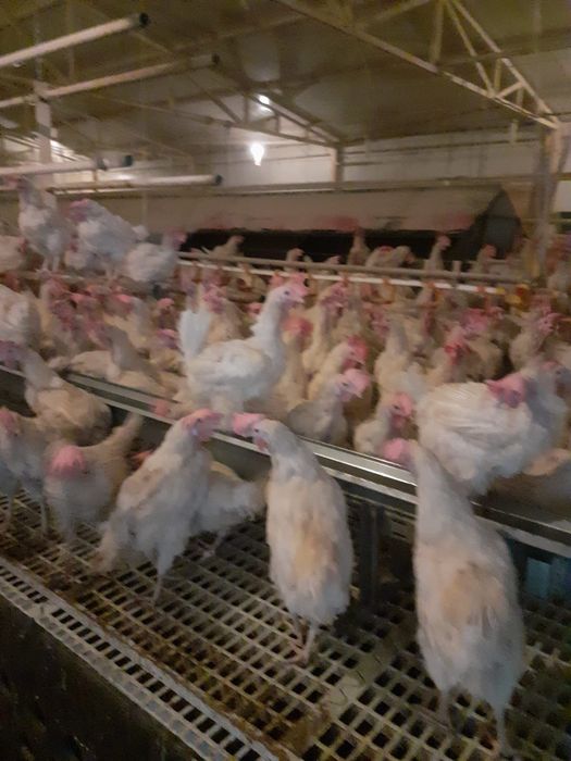 Găini albe de ouă tinere