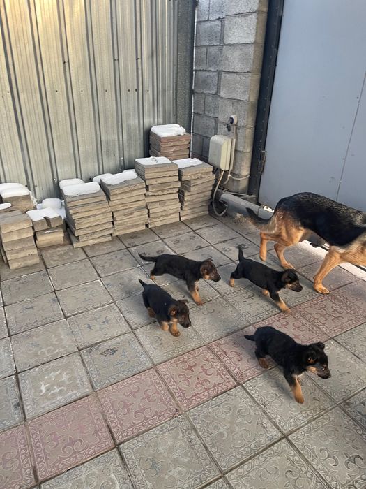 Щенки Немецкая овчкарка