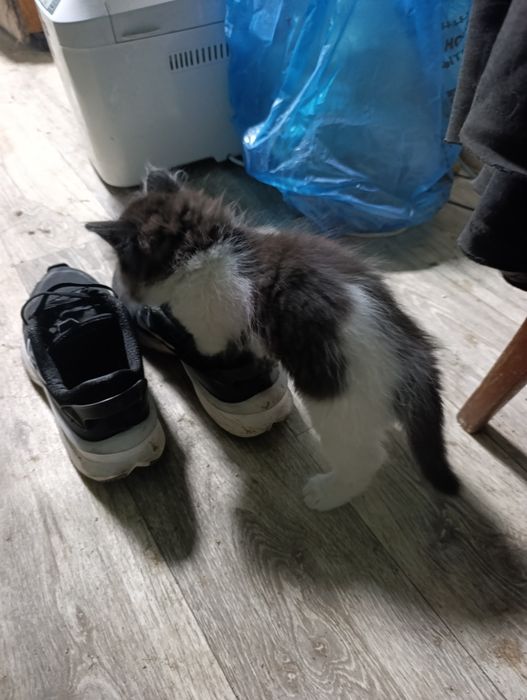 Отдам котят в добрые руки