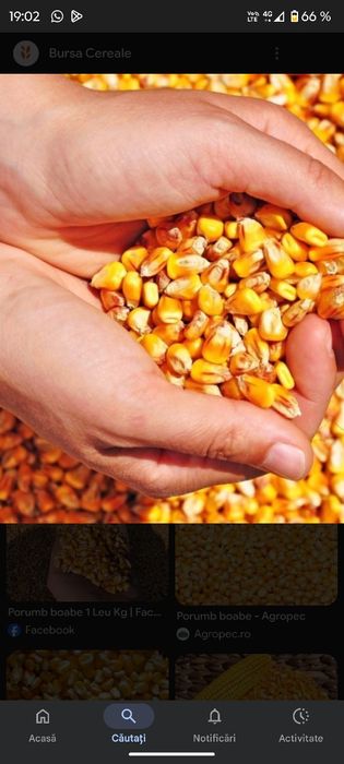 Vând porumb boabe uscat