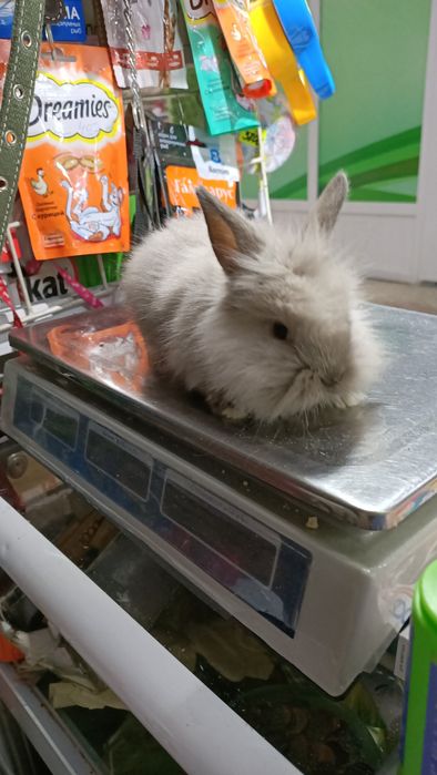 Домашние питомцы