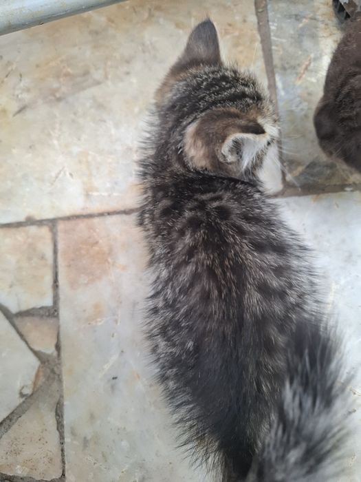 Отдам котенка в добрые руки