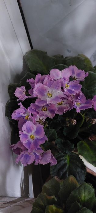 Продам сортовые фиалки