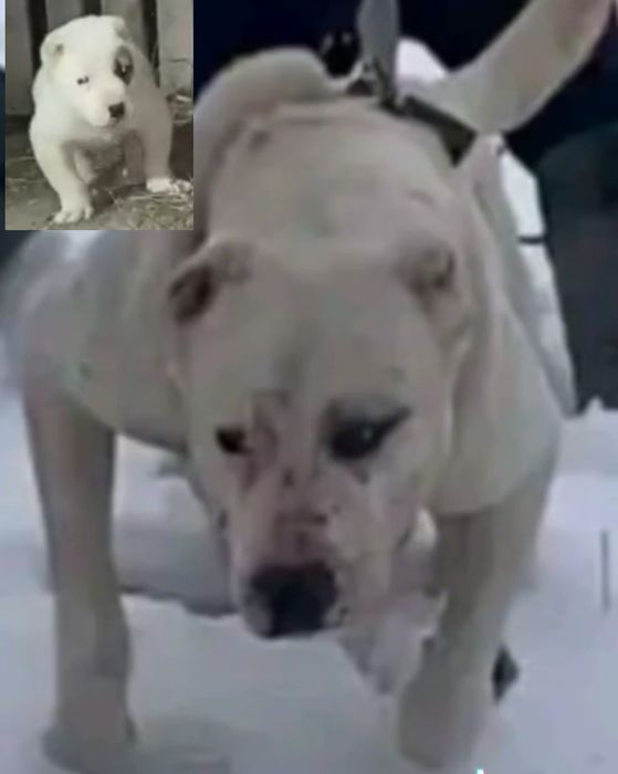 Боец кушик сатылады 1 ай 10 кун салмагы 3.5кг .