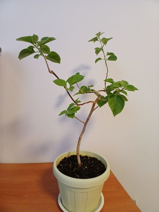 Бугенвиллея молодое растение