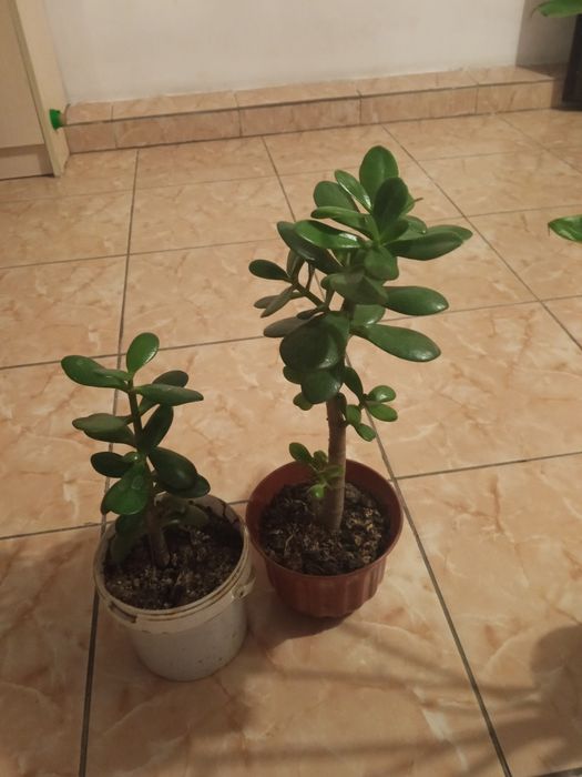 Продаю комнатные цветы