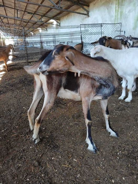 Продавам кози в с. Гълъбник