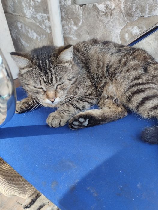 Отдам кошку стерелизованую