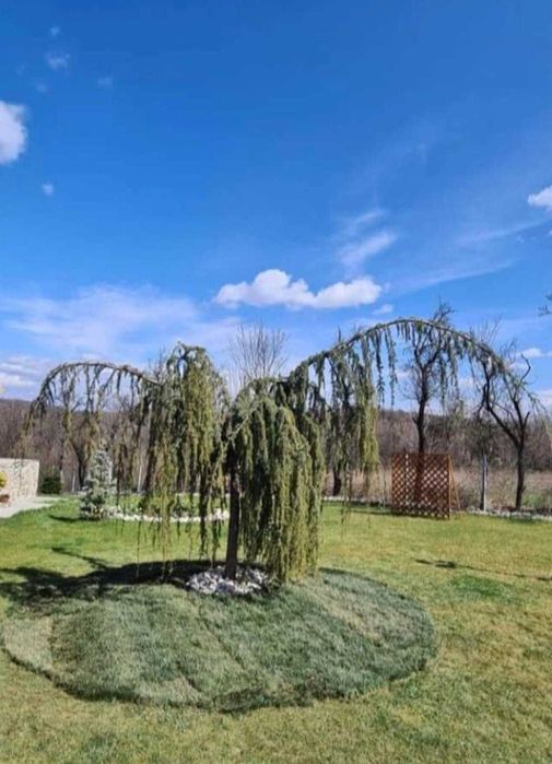 Mesteacani - Eleganță Naturală pentru Grădina Ta!