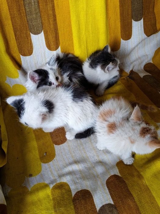 Котята в добрые руки