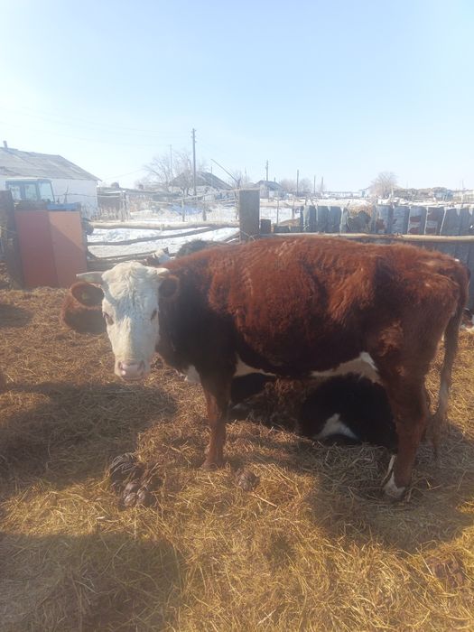 Продам коров 3 головы