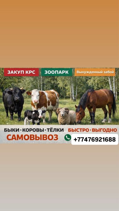 Вынужденый забой