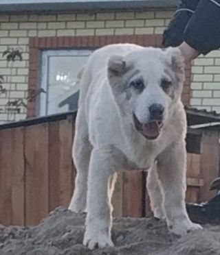 Продам щенка САО