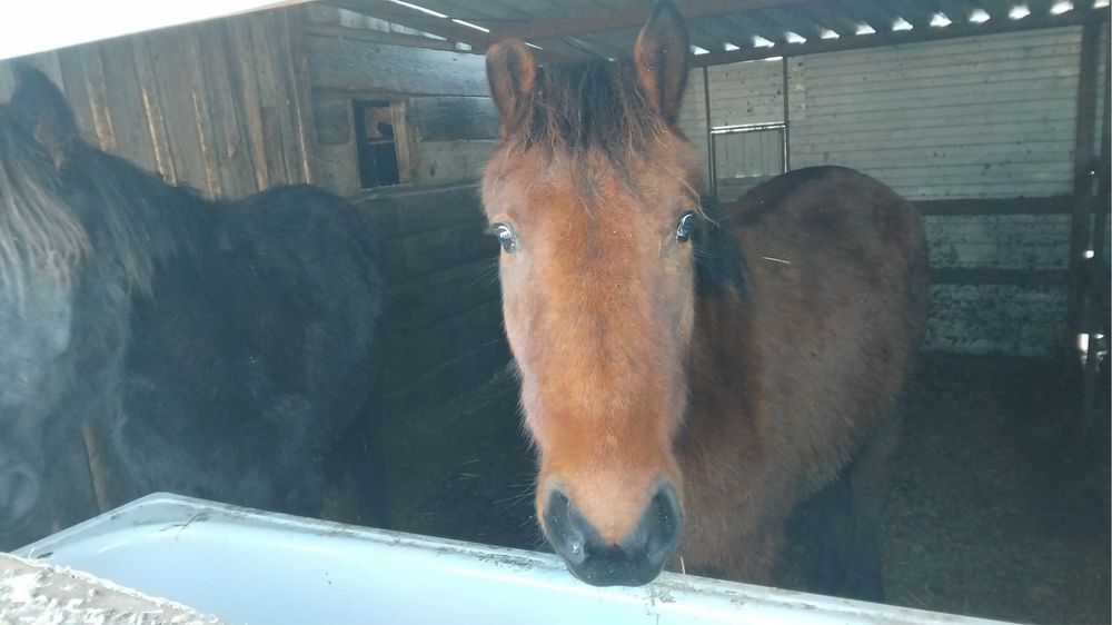 Продам лошадей в Акылбае