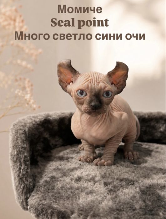 Котенца Сфинкс Елф