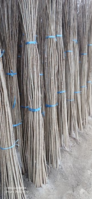 Терак кучатлари оптом сотилади 1-2-3 йиллик