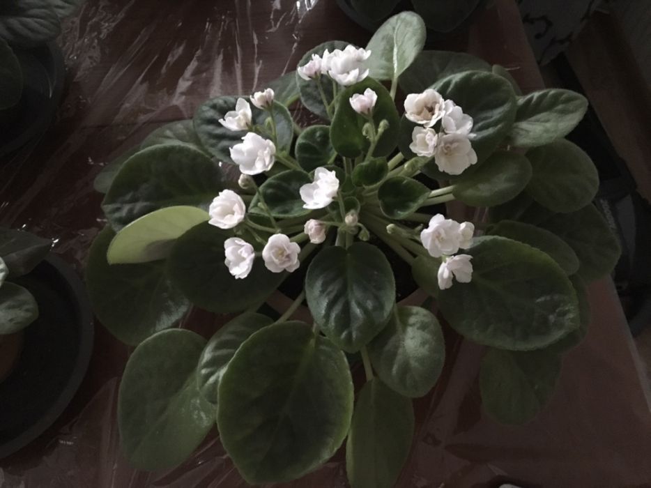 Фиалки 800тг породистые!