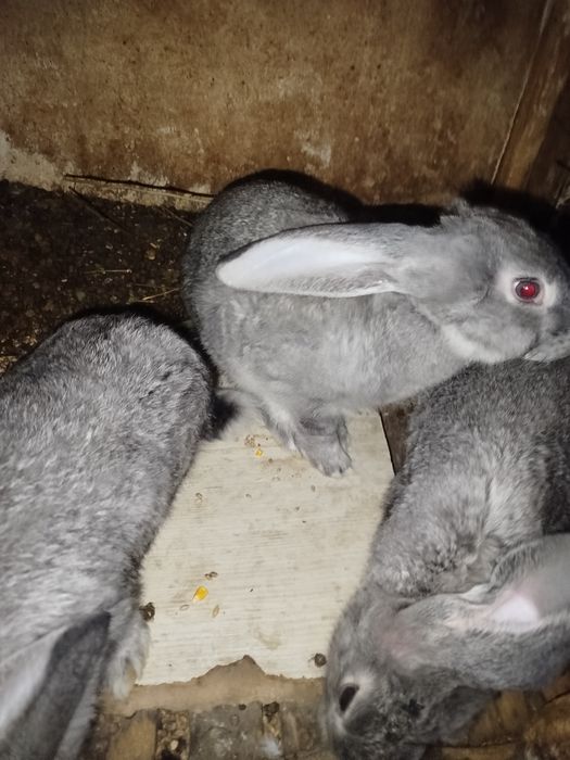 Продам крольчих .