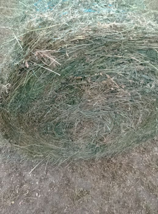 Baloți de lucernă.
