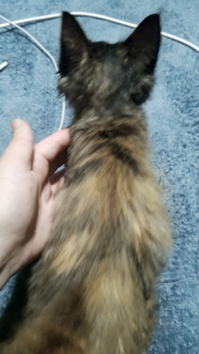 Кошечка отдаю в добрым людям с большой душой