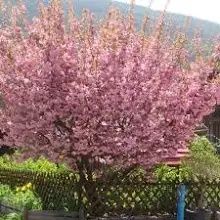 Cires Japonez Royal Burgundy