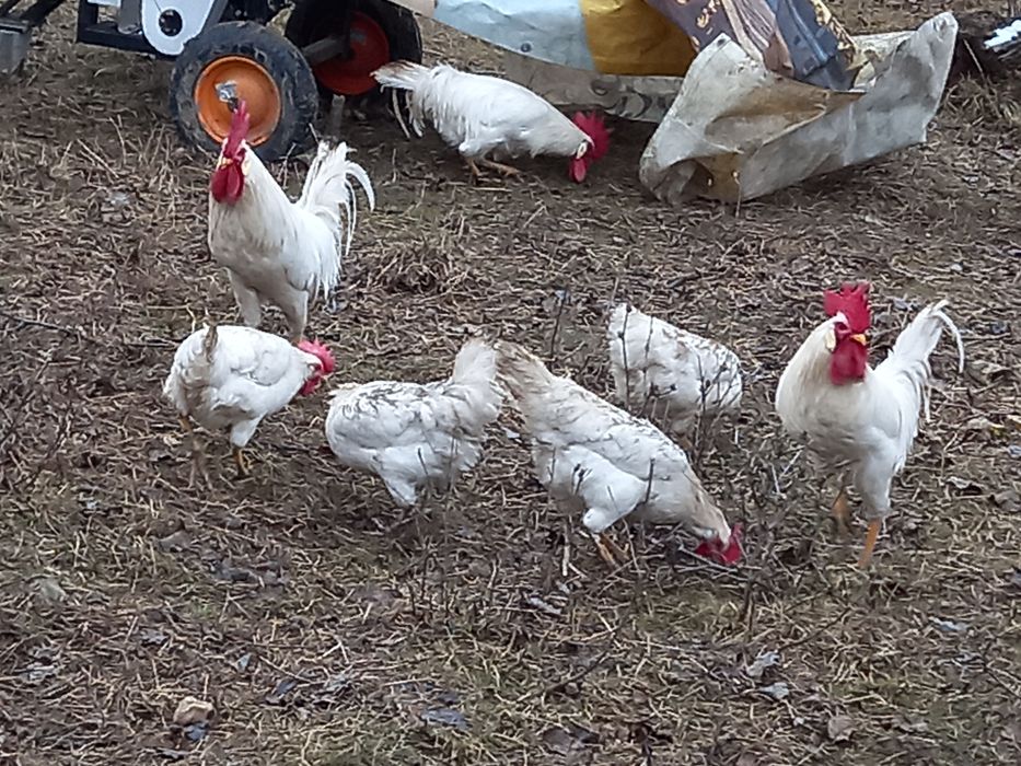 Oua pentru incubat de rasă Italieni alb(leghorn)