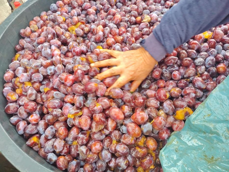 Prune darjan agen arjan pentru tuica
