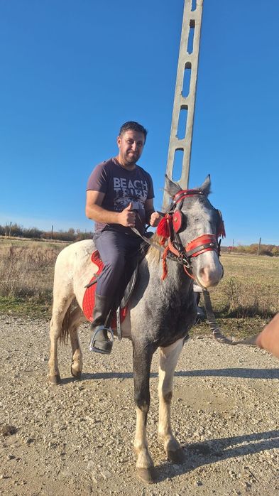 Mânz pinto bland/schimb