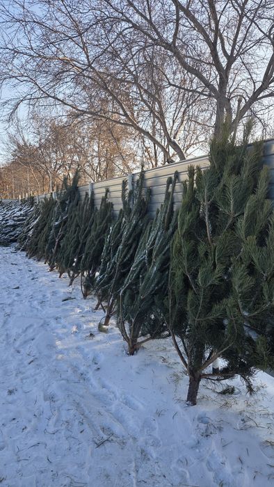 Елки в наличии по 5000