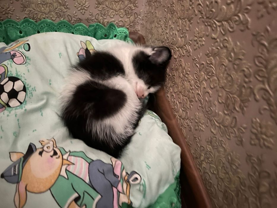 Котенок 40 дней, отдам в добрые руки