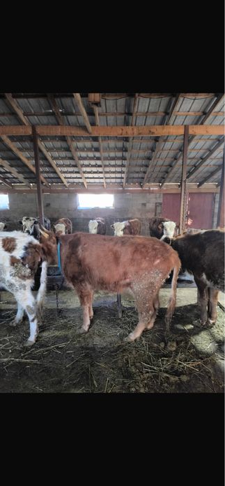 Продам корову 2.5 года