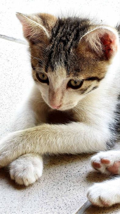 Млад котарак си търси дом и човек