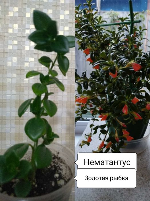 Продам комнатные цветы