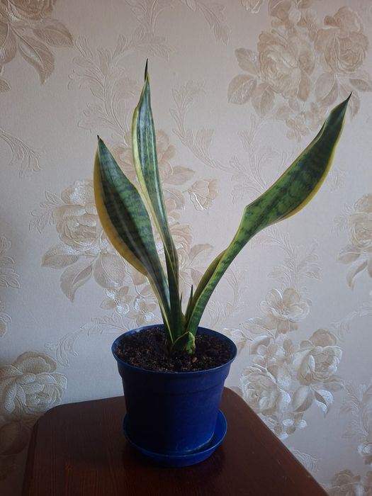 Сансивиерия (Sansevieria)