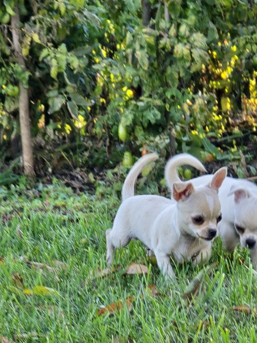 Чихуахуа момче и момиче