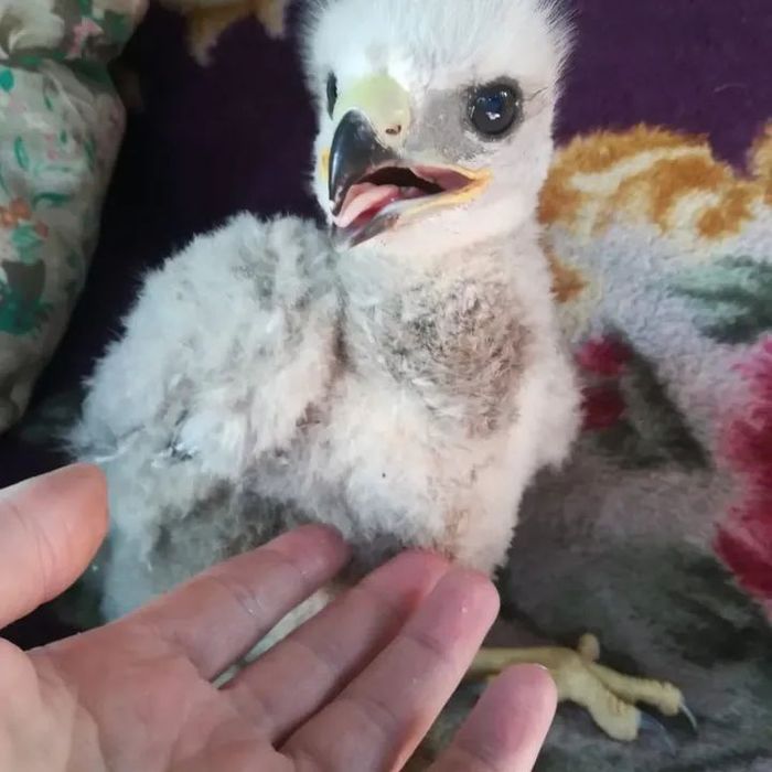 Продам птенцов канюка.