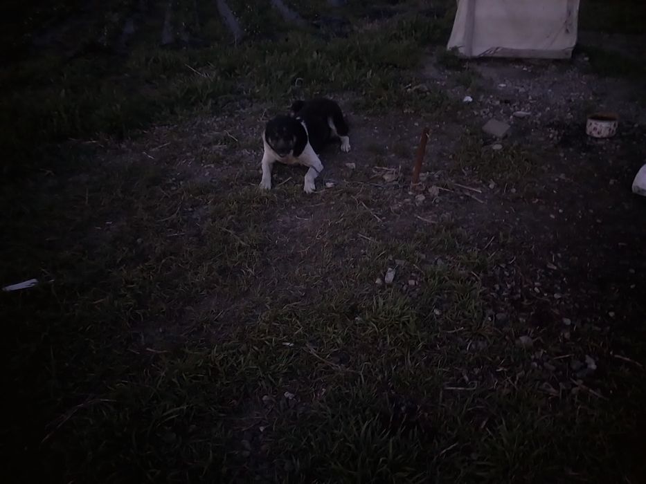 Отдам собаку девочка два года