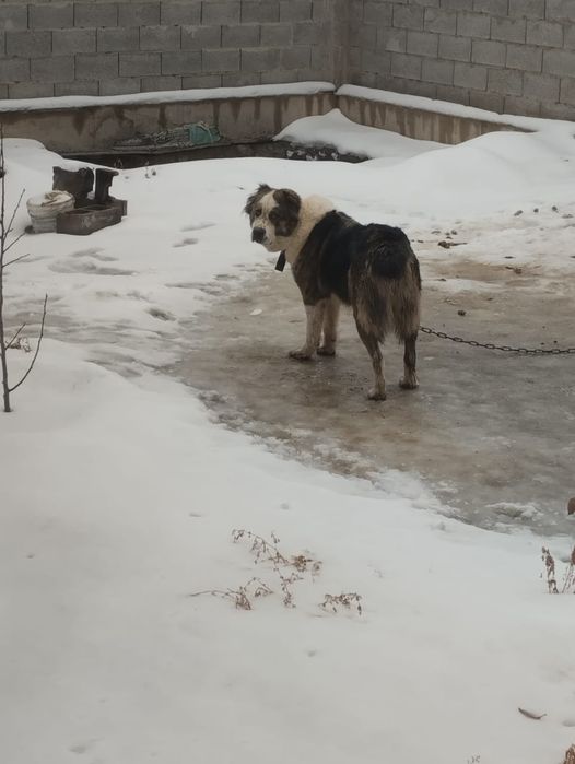 Продам продам собаку