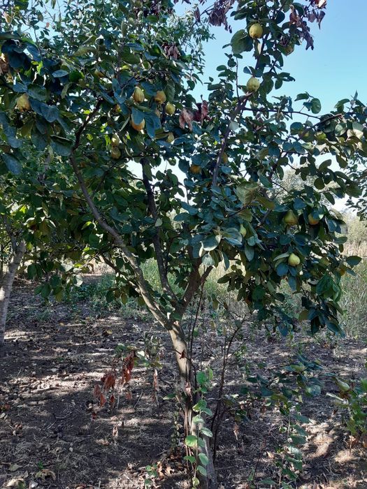 Vând teren Naipu( Ghimpați)