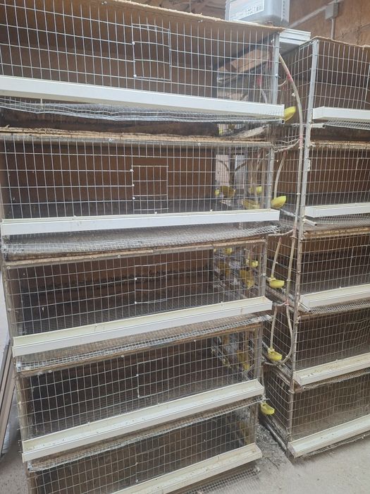 Бөдене клеткасы сатылады