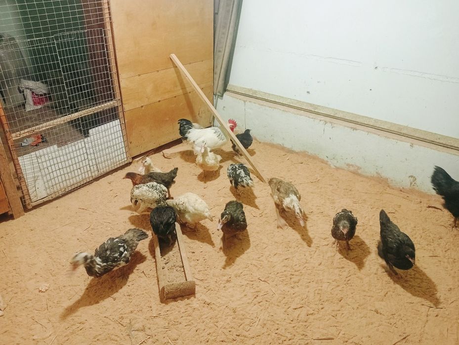 Тауықтар сатылады. Туркестан да