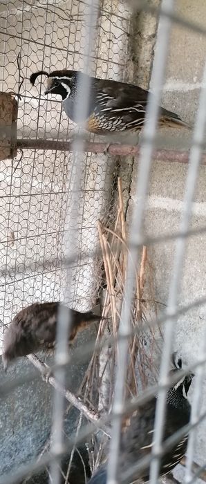 Калифорнийски пъдпъдъци .