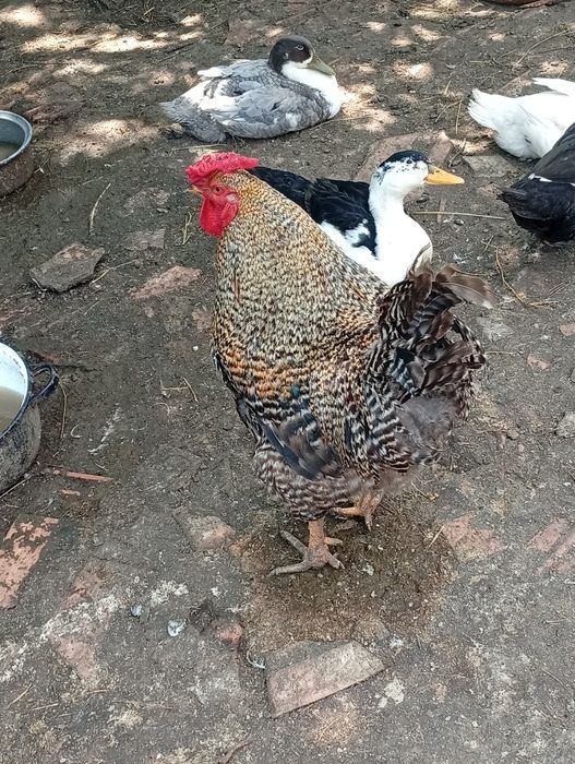 Cocoși de vânzare