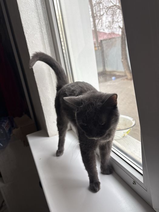 Отдам в хорошие руки кошка