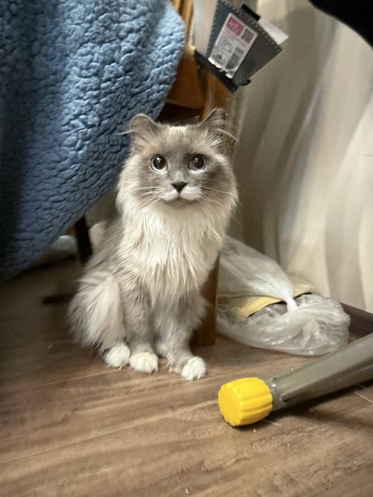 Пудра ищет семью. 8 месяцеы