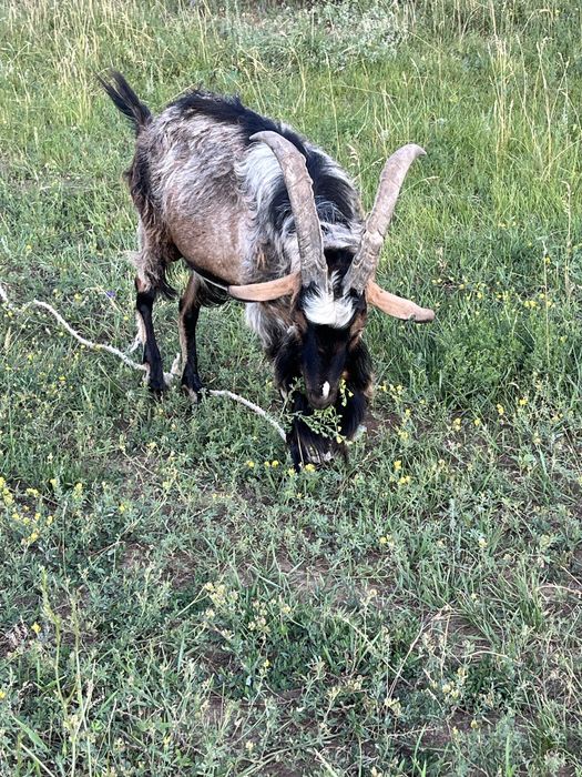Альпийский козел . Обмен