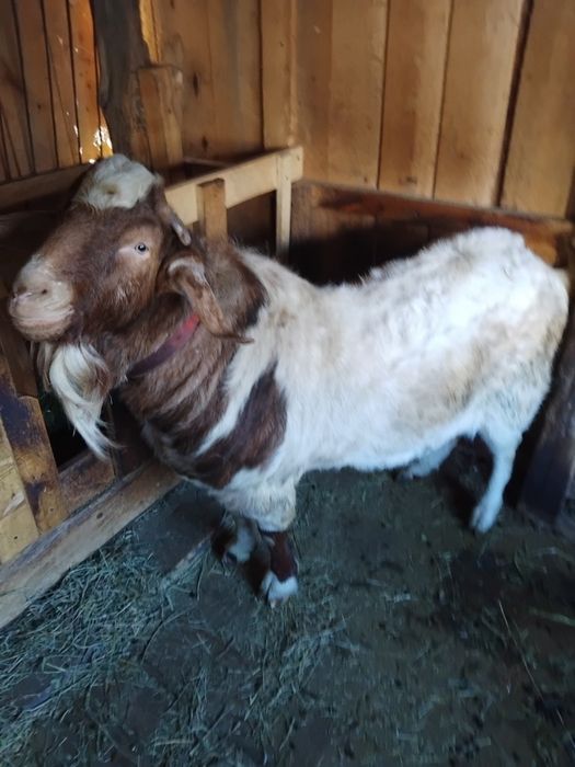 Vind tap metis 1an si 8 luni