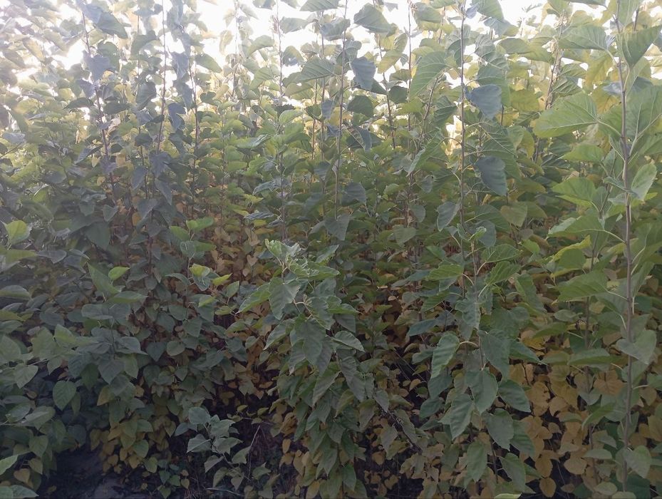 Tut kõchatlari 2 yillik